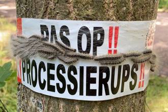 Processierups plaag in 2020: Veel nesten achter vogelhuisjes